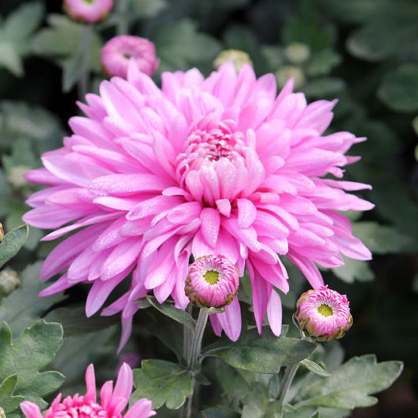 Превью изображения