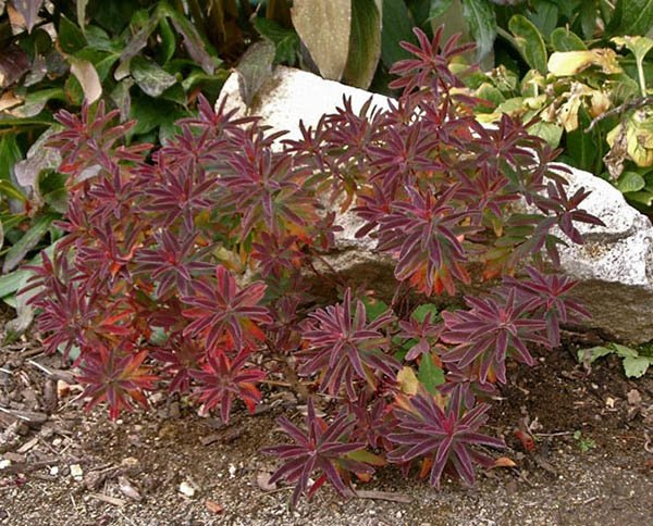 Превью изображения