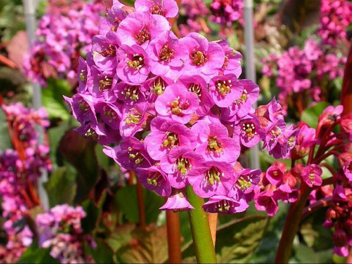 Превью изображения