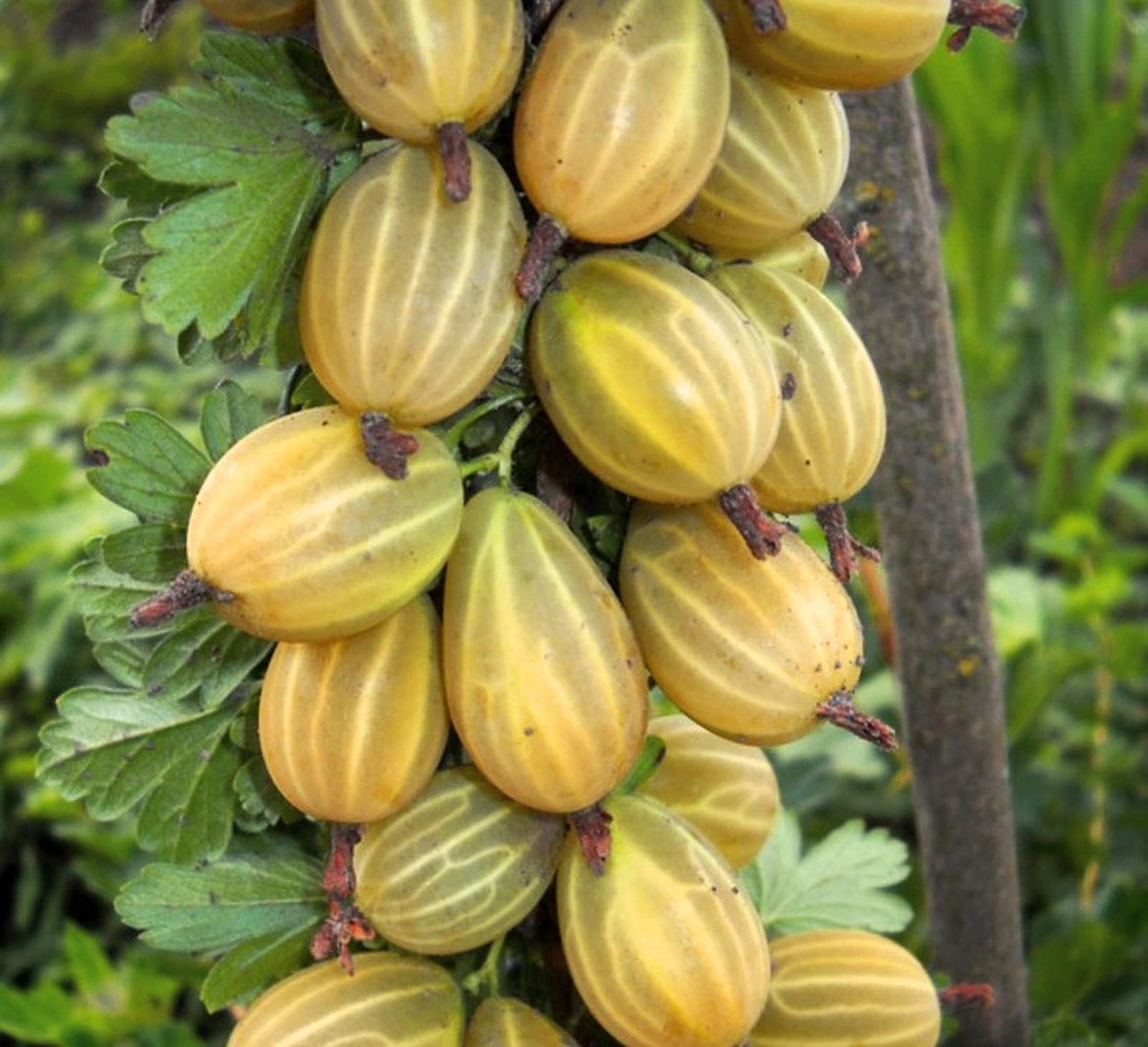 Превью изображения