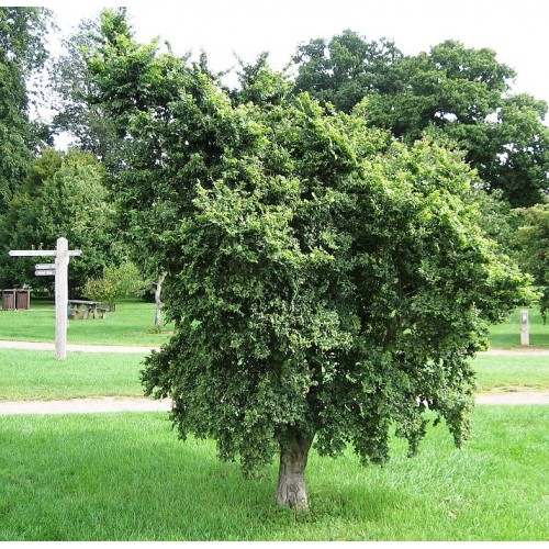 Превью изображения