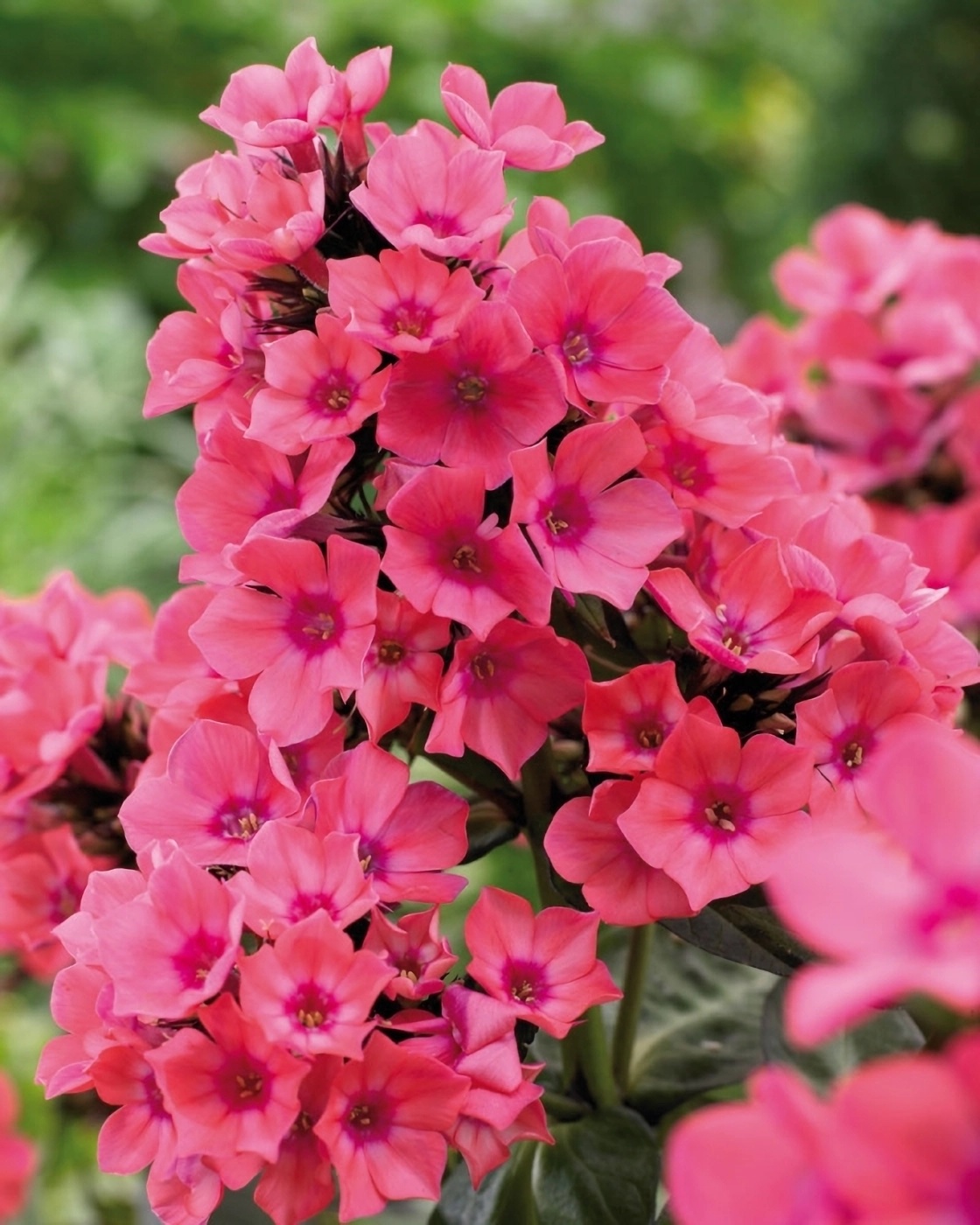 Превью изображения