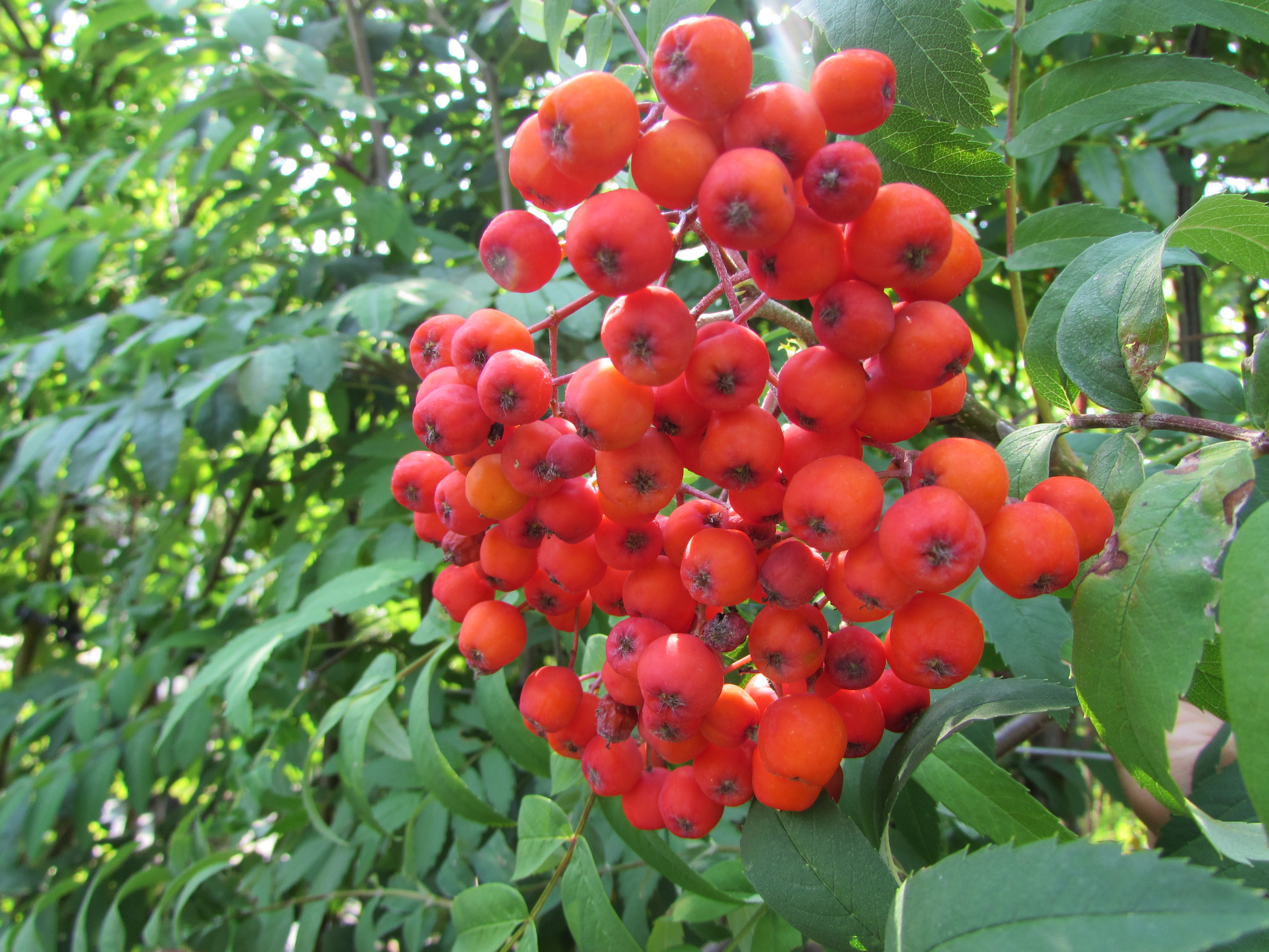 Превью изображения