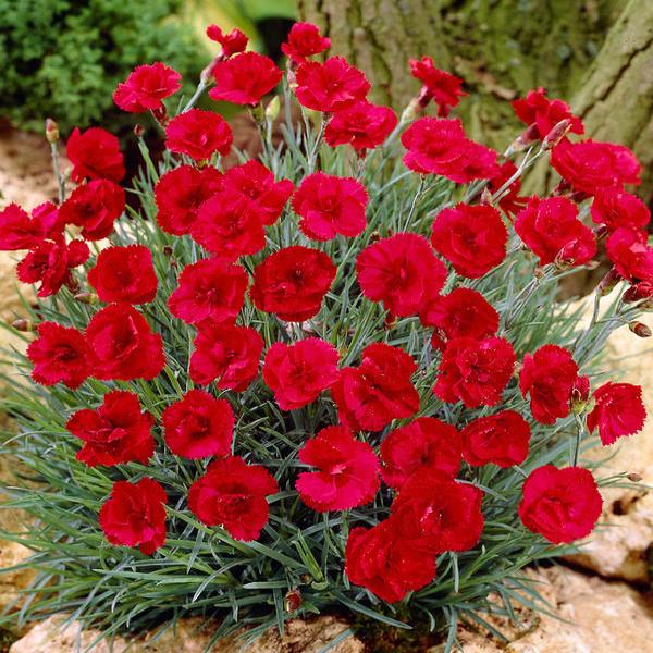 Превью изображения