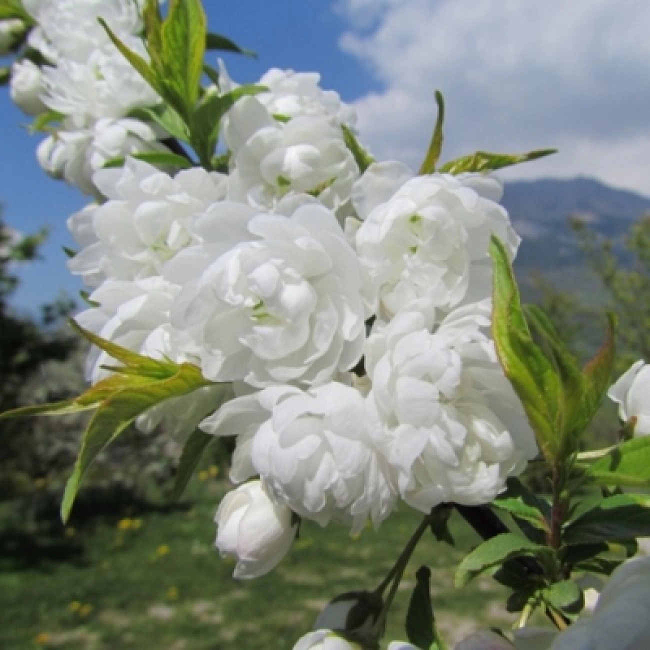 Превью изображения