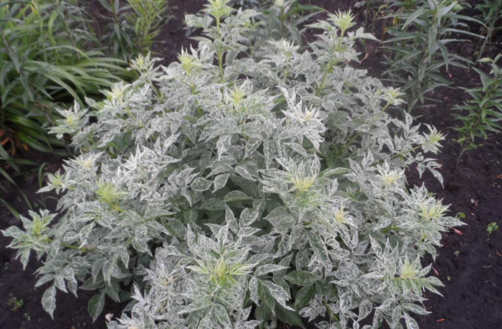 Превью изображения