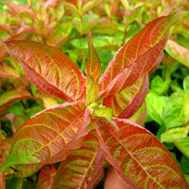 Превью изображения