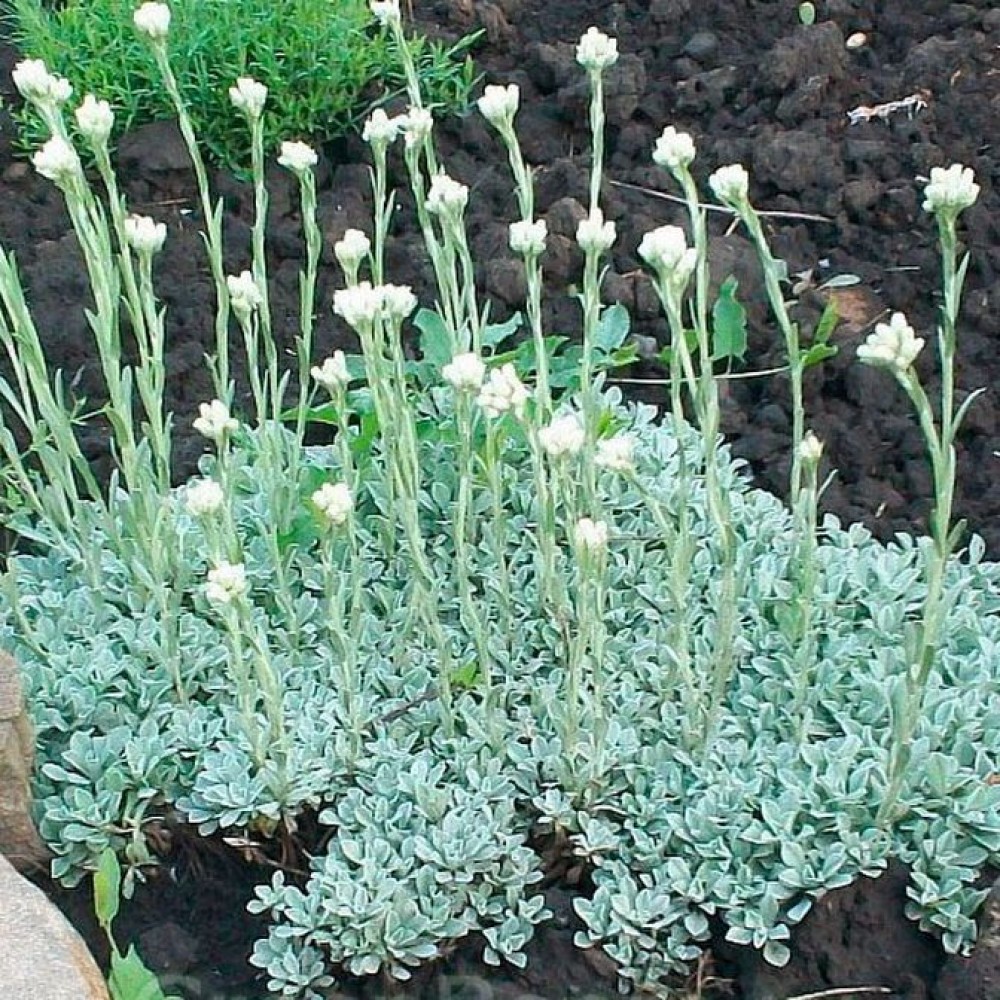 Превью изображения