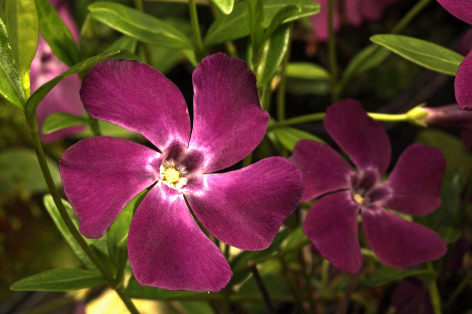 Превью изображения