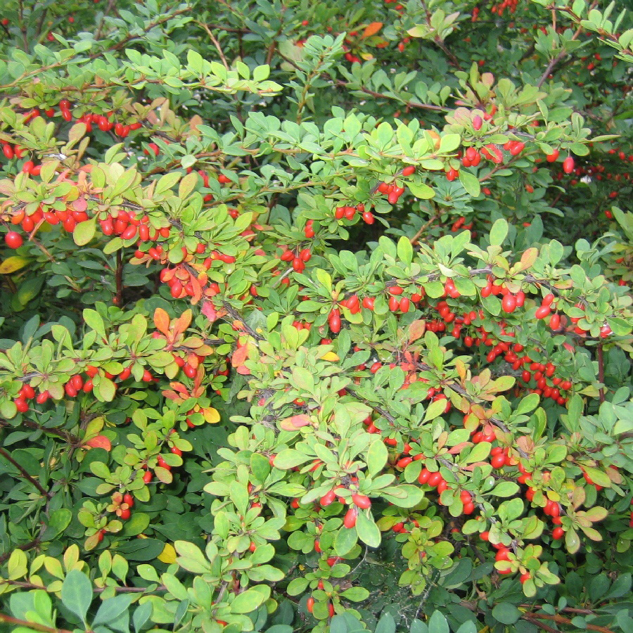 Превью изображения