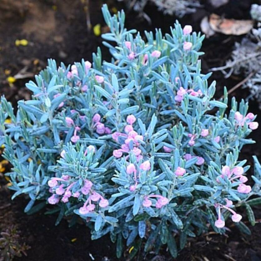 Превью изображения