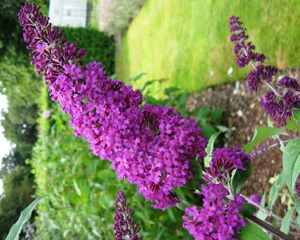 Превью изображения