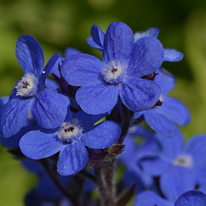 Превью изображения