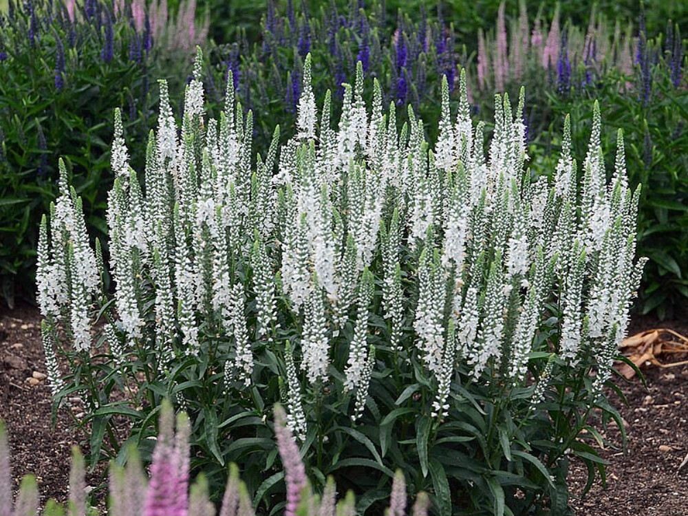 Превью изображения