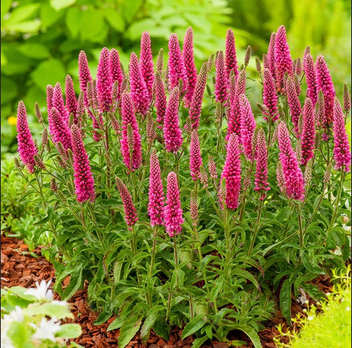 Превью изображения