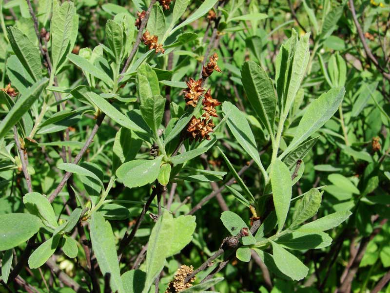 Превью изображения