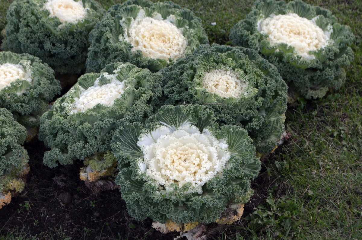 Превью изображения