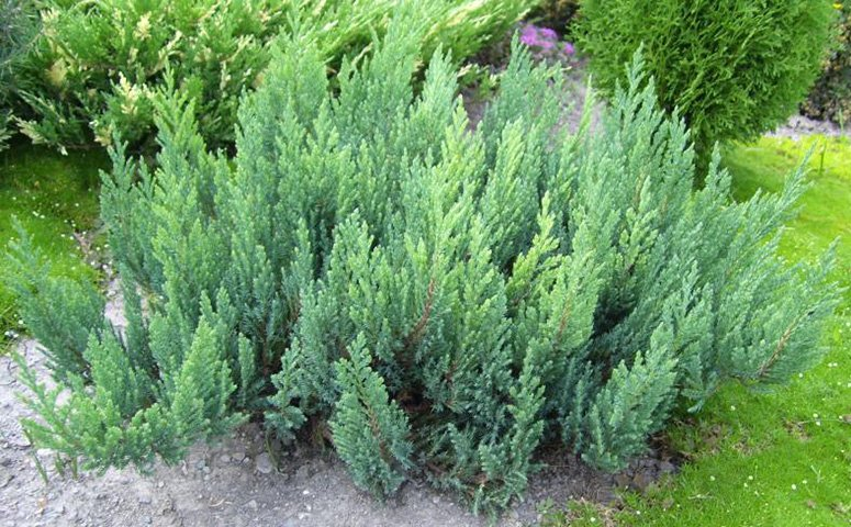 Превью изображения