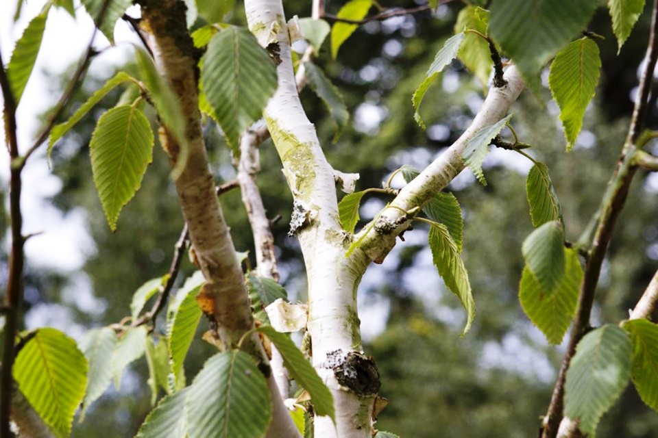 Превью изображения