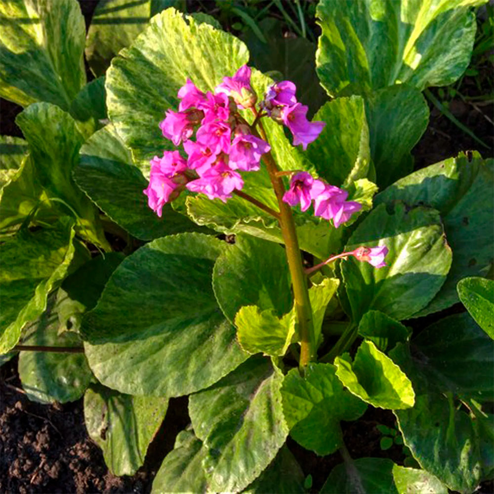 Превью изображения