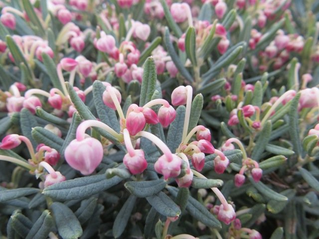 Превью изображения