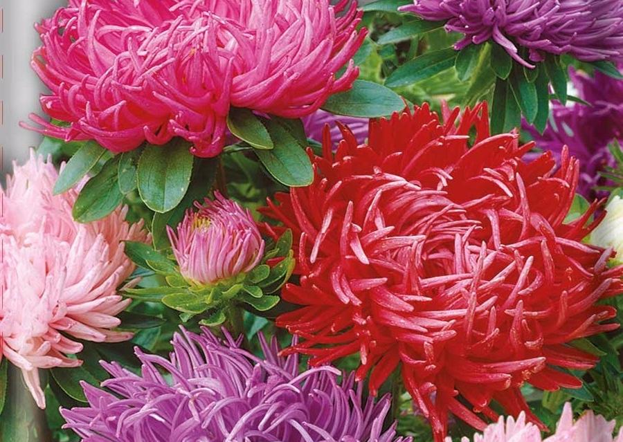 Превью изображения