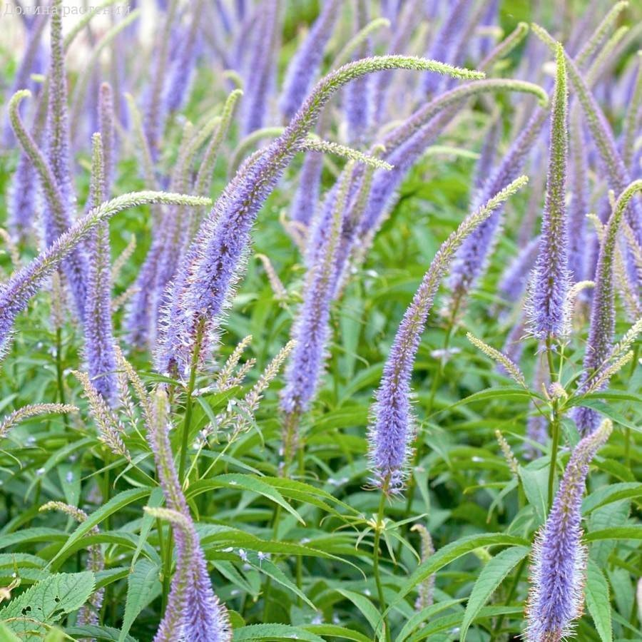 Превью изображения