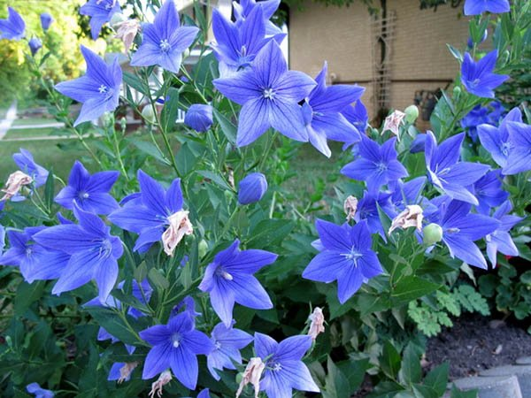 Превью изображения