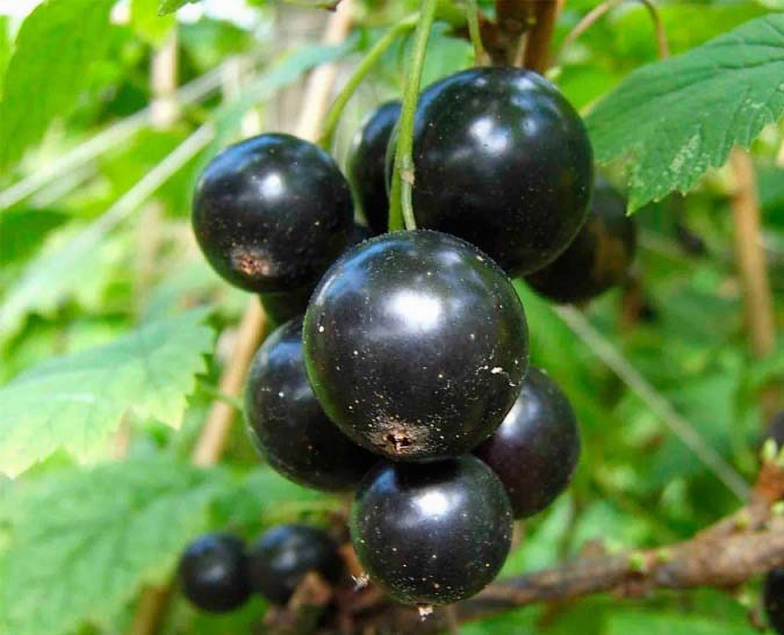 Превью изображения