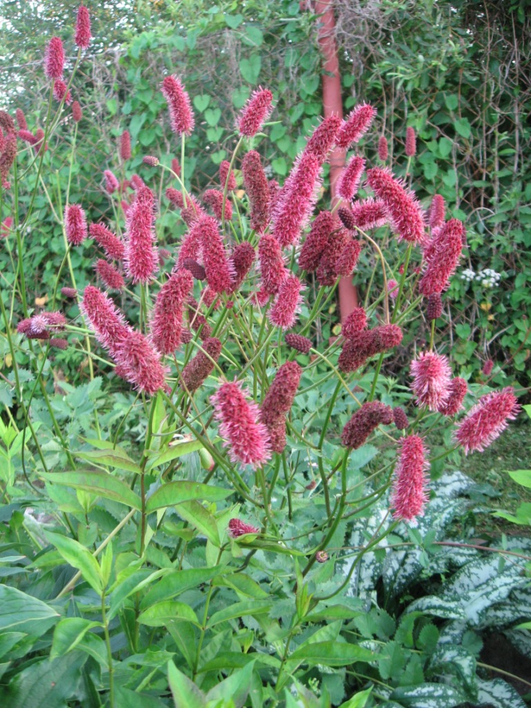 Превью изображения