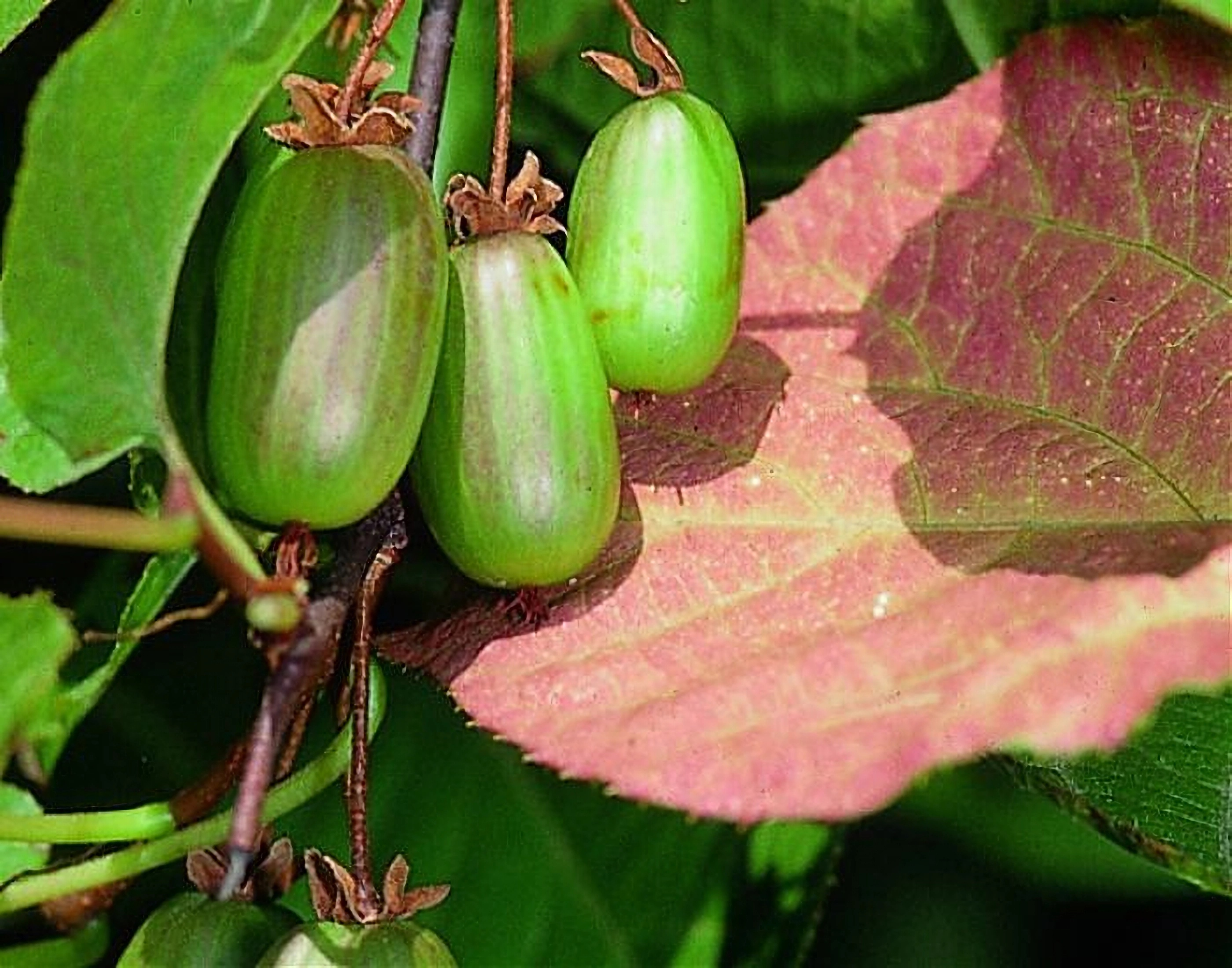 Превью изображения