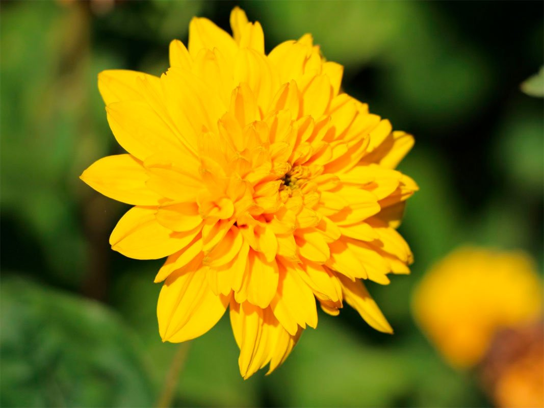 Превью изображения