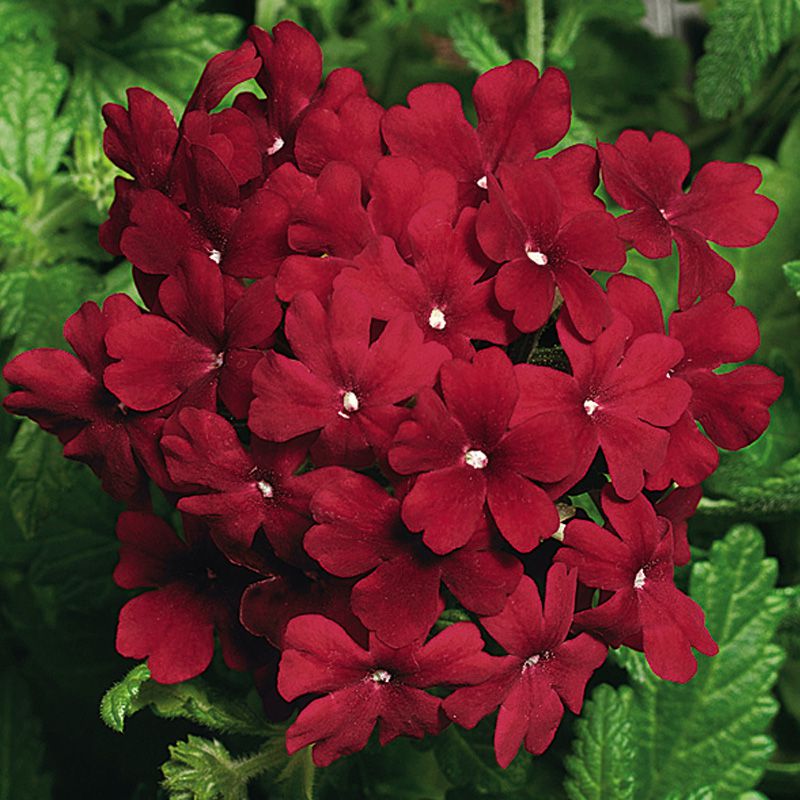 Превью изображения