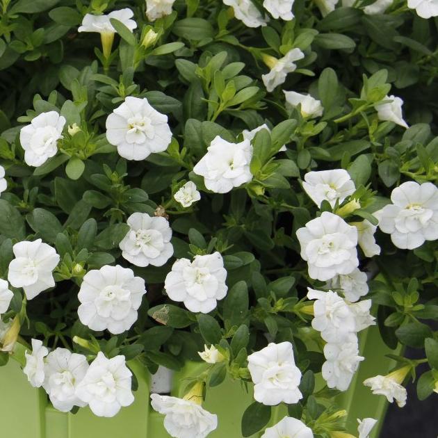 Превью изображения