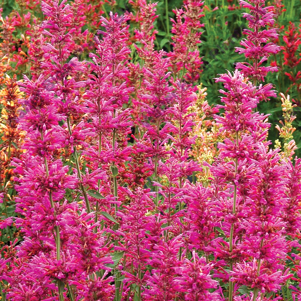 Превью изображения