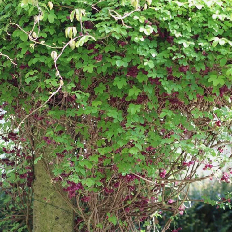 Превью изображения