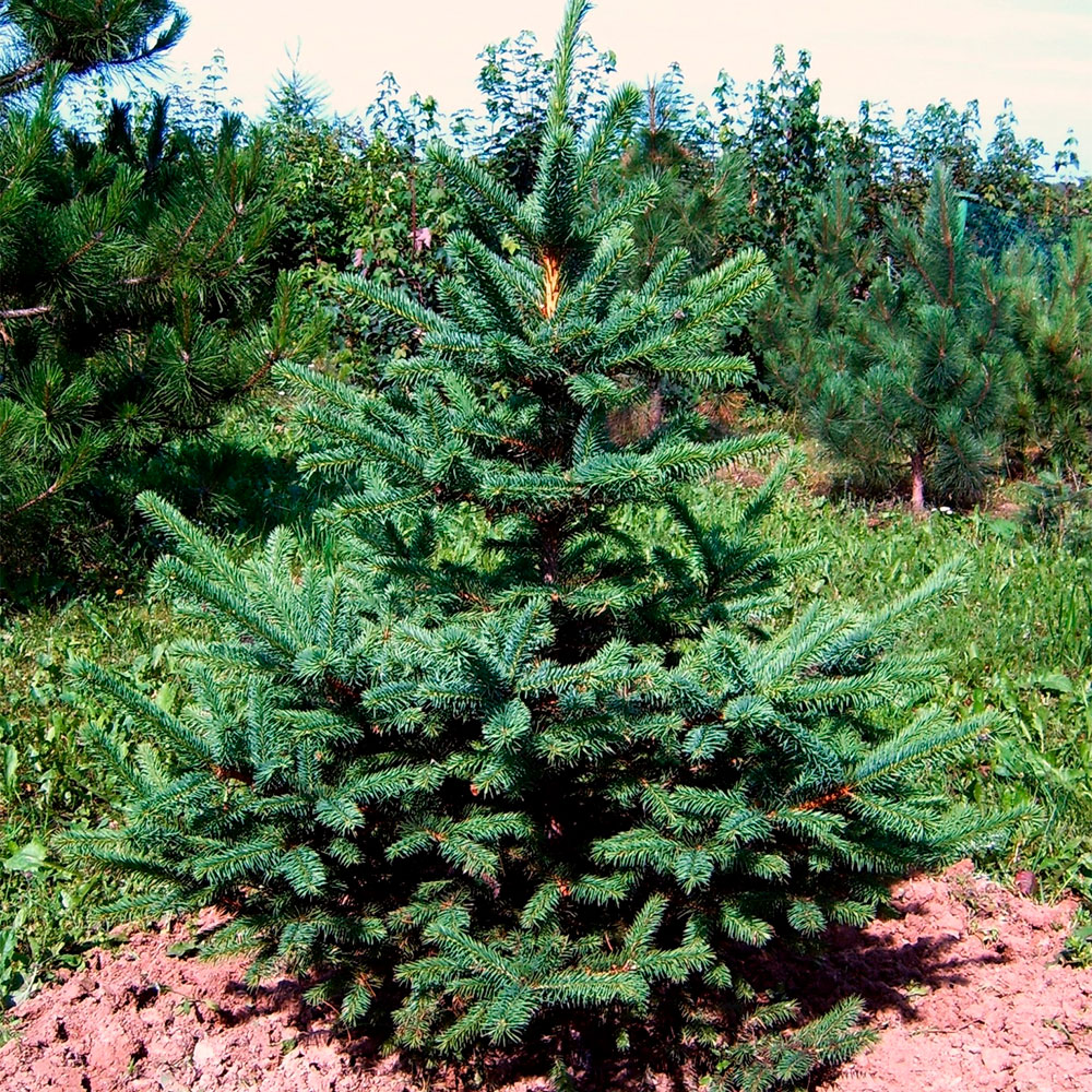 Превью изображения