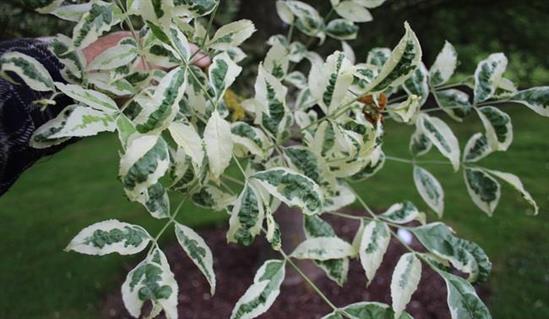 Превью изображения