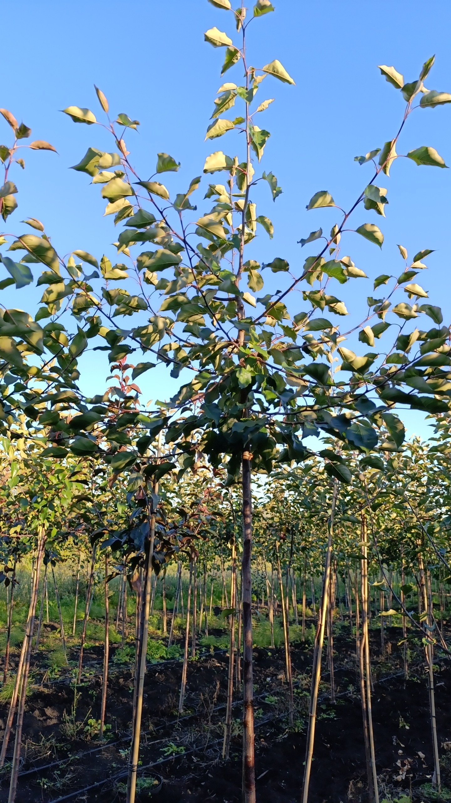 Превью изображения