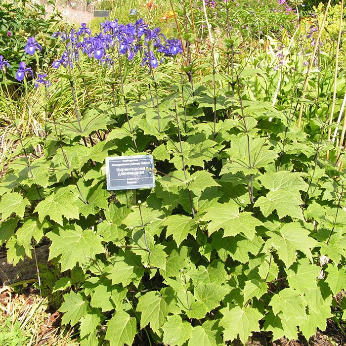 Превью изображения