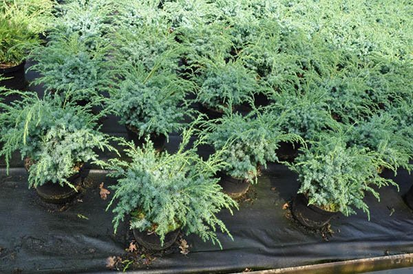 Превью изображения