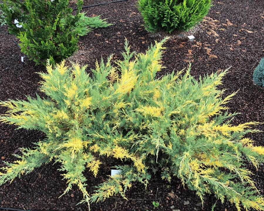 Превью изображения