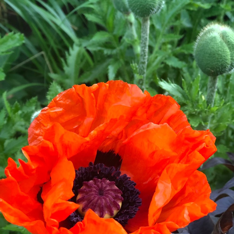 Превью изображения