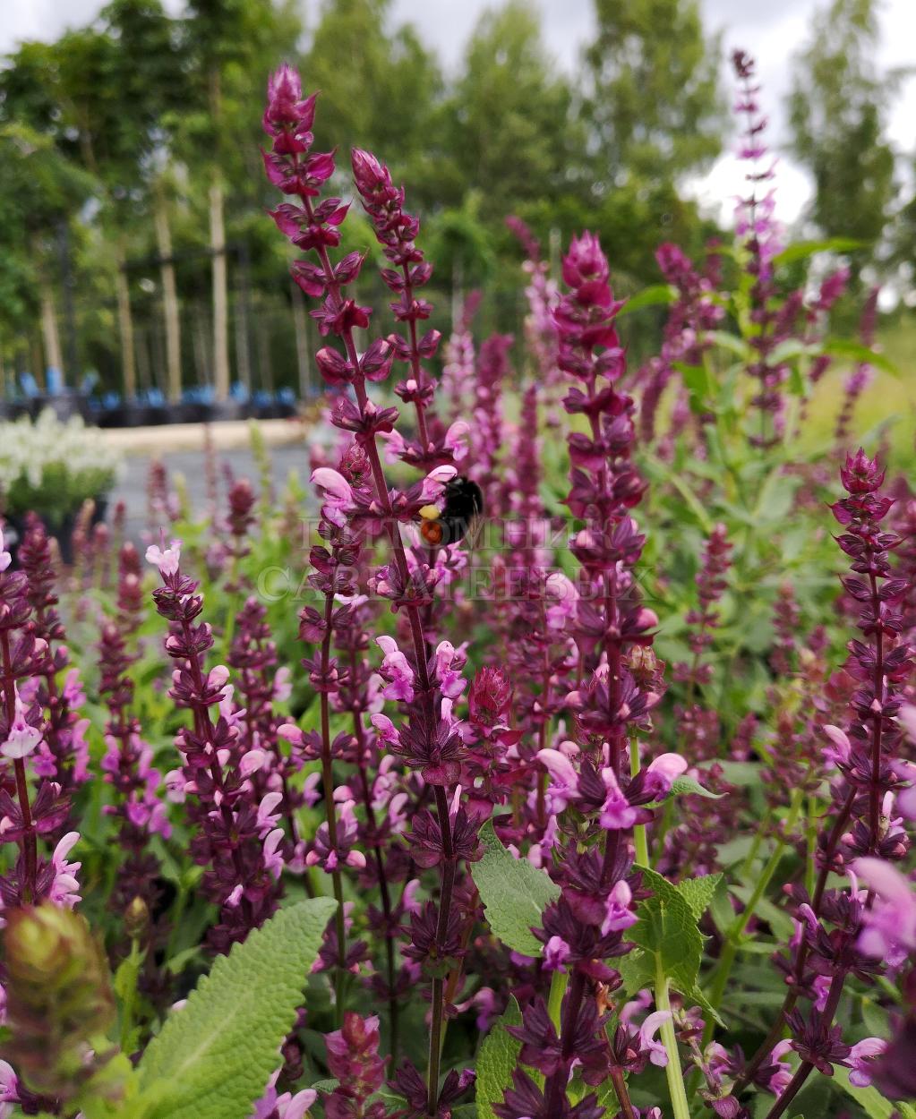 Превью изображения