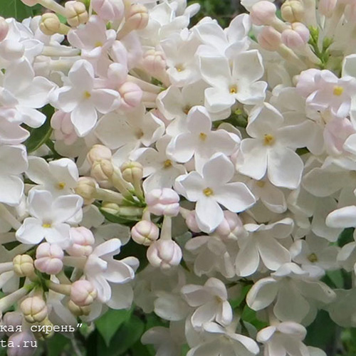 Превью изображения
