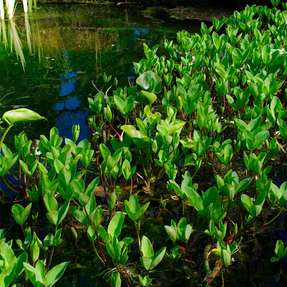 Превью изображения