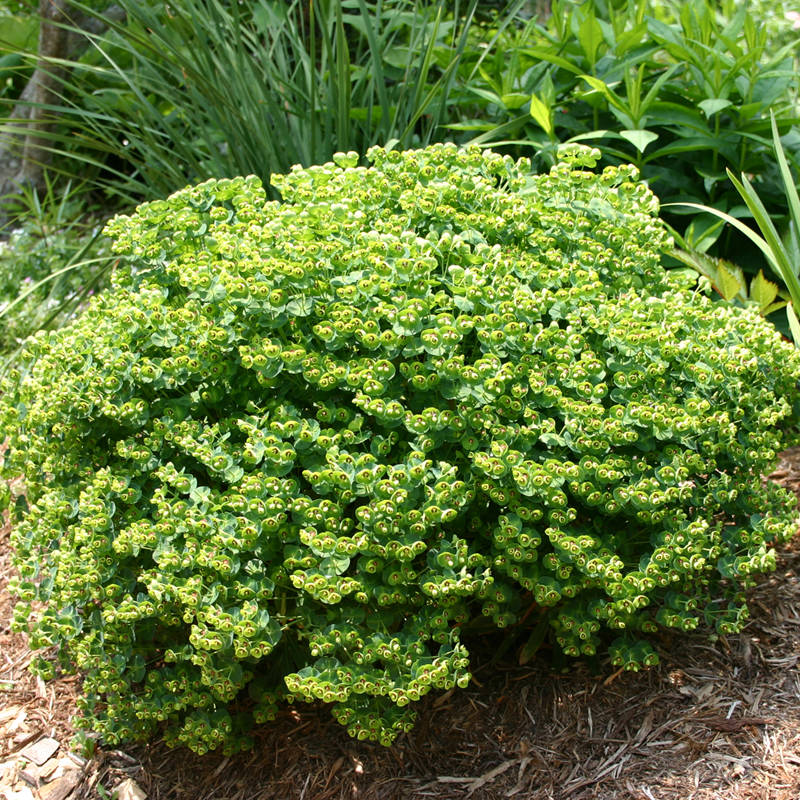 Превью изображения