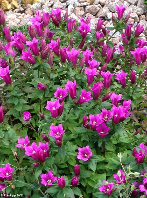 Превью изображения