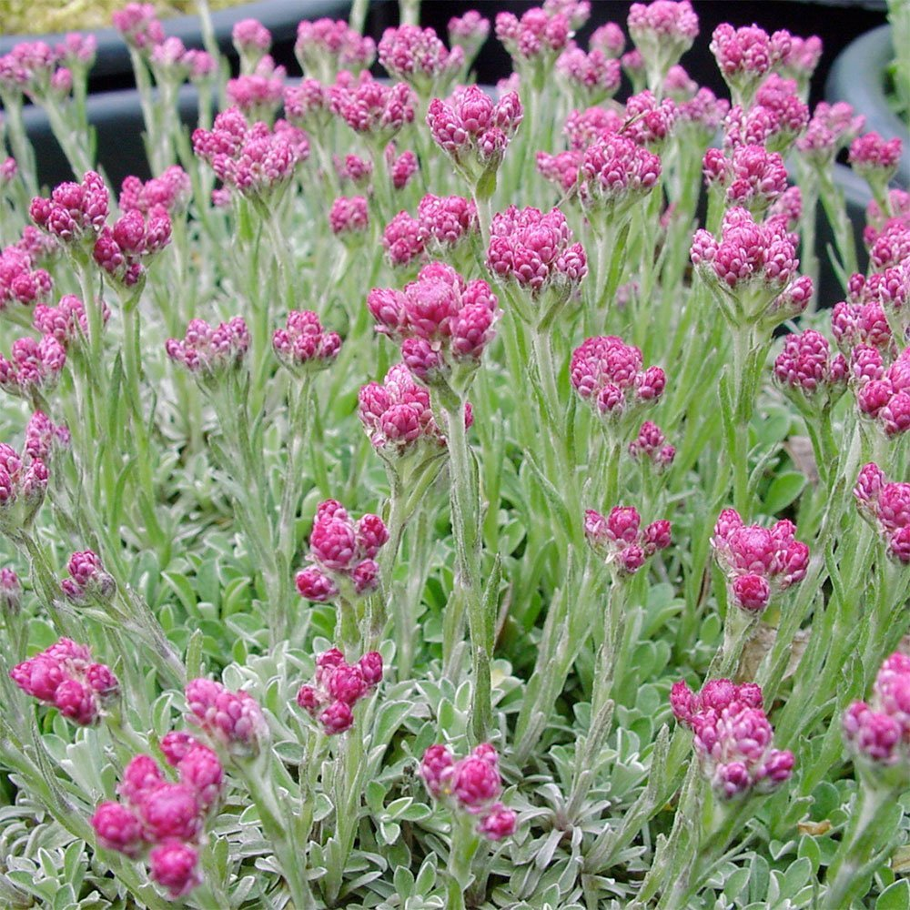 Превью изображения