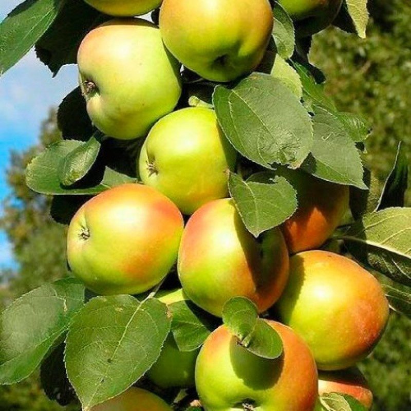 Превью изображения